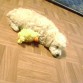  que lindo esta dormiendo